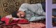 فردوسی پور و خوابیدن او روی تخت رستوران (عکس)