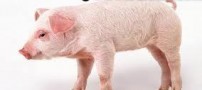 عمل جراحی بااستفاده از مثانه ی یک خوک (عکس)