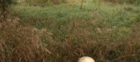 قارچی که بزرگتر از یک توپ بسکتبال است (عکس)