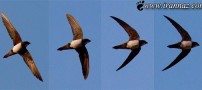 کشف پرنده ای که همه را متعجب ساخت (عکس)