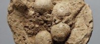 نخسین سی دی در دنیا جنجالی شد (عکس)