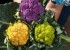 مزرعه ای با گل کلم های رنگی زیبا (عکس)