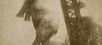 به دار کشیدن این فیل همه را شوکه کرد (عکس)