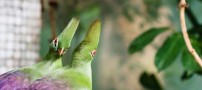 این پرنده ی بهشتی را از نزدیک ببینید (عکس)