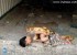 قتل بی رحمانه و وحشیانه پسر 4 ساله (عکس)