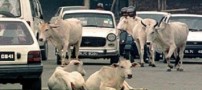 این مردم بخاطر این گاو ها کور شدند (عکس)