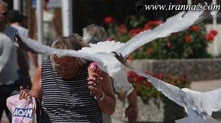 عکس هایی از پرندگان بستنی دزد در انگلیس