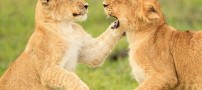 کشتی عاشقانه و باورنکردنی این پدر و پسر