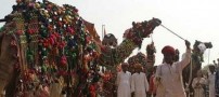 مسابقه ی زیباترین شتر دنیا برگزار شد (عکس)