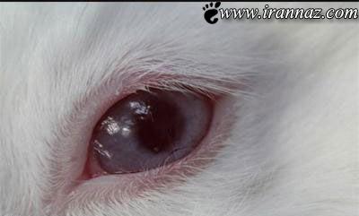 این تکنولوژی بی نظیر شما را حیرت زده میکند (عکس)