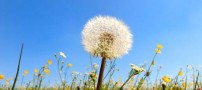 گوش این دخترک زیبا قاصدک تولید میکند (عکس)
