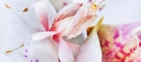 اینها حشره هستند یا گل شما می دانید؟ (عکس)