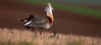 میش مرغ یک جانور حیرت آور و جالب (عکس)