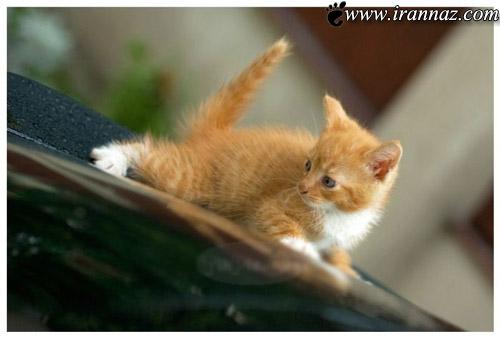عکس هایی از گربه های ملوس و زیبا
