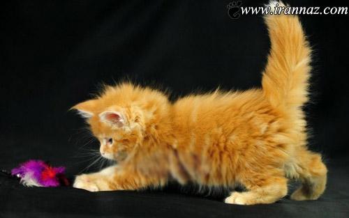 عکس هایی از گربه های ملوس و زیبا
