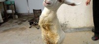 این حیوان بی گناه نماد زندگی است (عکس)