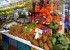 عکس هایی از شب چله ی دیدنی استوایی ها