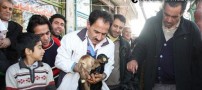 این گوسفند مرده 4 گوسفند دیگر به دنیا آورد (عکس)