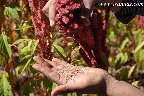 این دو گیاه نجات دهنده را بشناسید (عکس) این دو گیاه نجات دهنده را بشناسید (عکس)