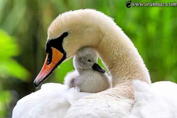 عکس های بسیار جالب از حس زیبای مادرانه در حیوانات