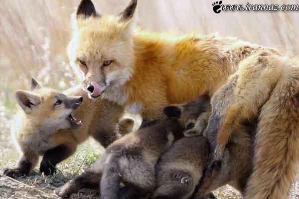 عکس های بسیار جالب از حس زیبای مادرانه در حیوانات