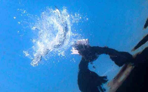 شکار بسیار جالب و دیدنی این عقاب آفریقایی زیر آب 
