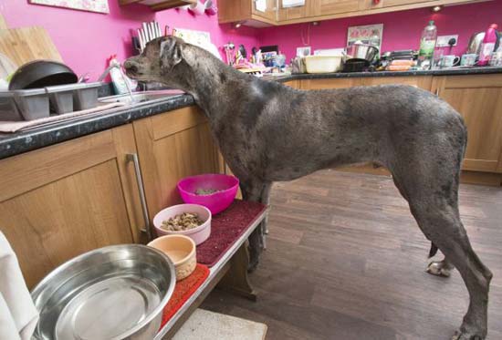 عکس های عجیب از بلند قدترین سگ در انگلستان