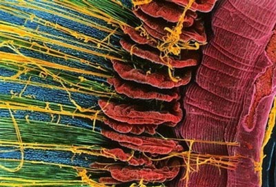 اعضای بدن در نمای میکروسکوپ چقدر عجیبند! (عکس)