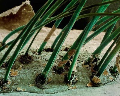 اعضای بدن در نمای میکروسکوپ چقدر عجیبند! (عکس)