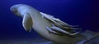 وجود گاو دریایی در خلیج فارس (عکس)