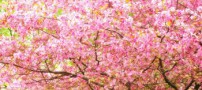اشعاری درباره بهار از فریدون مشیری
