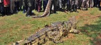 حیوانی غول پیکر که جان 4 نفر را گرفت! (عکس)