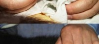 تصاویری جالب از به دنیا آمدن یک بچه پاندا