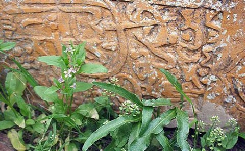 تصاویری جالب از یک قبرستان بسیار قدیمی در ایران