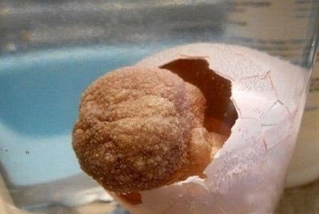 ساخت یک تخم مرغ عجیب و غریب برای بچه ها (عکس)