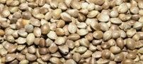 آشنایی با خواص بی نظیر شاهدانه