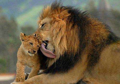 مجموعه ای از عکس های خنده دار اردیبهشت 93