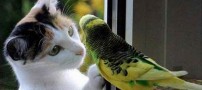 مجموعه ای از عکس های خنده دار اردیبهشت 93