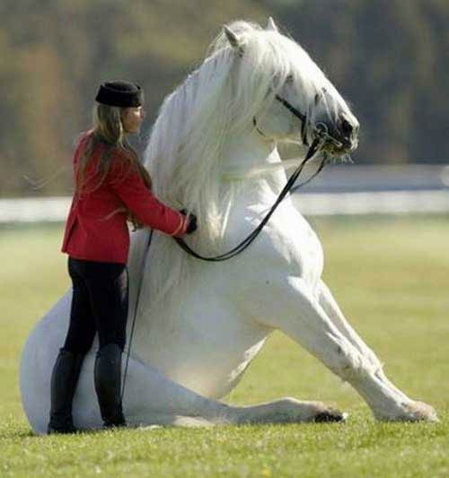 مجموعه ای از عکس های خنده دار اردیبهشت 93