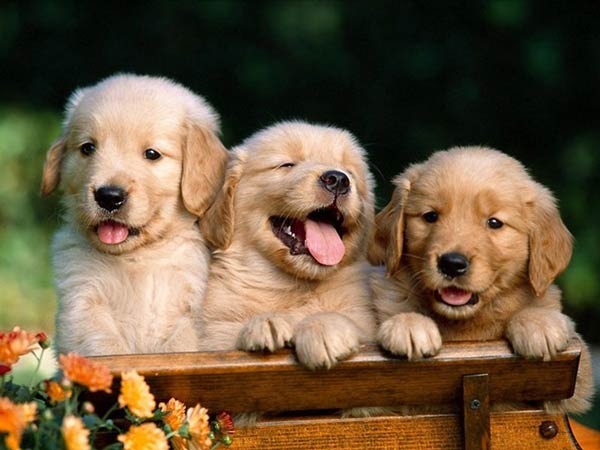 تصاویری جالب و بامزه از سگ های زیبا