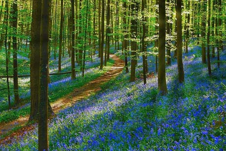 طبیعت شگفت انگیز با گل های آبی (عکس)