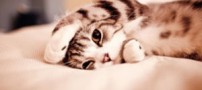 باورهایی درباه سگ و گربه ها