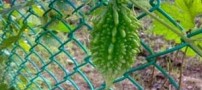 درمان دیابت با گیاه کارلا