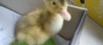 یک جوجه اردک موجب مرگ 2 نفر شد! (عکس)