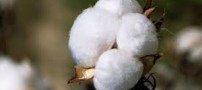 روش عجیب و جدید دختران برای لاغر شدن (عکس)