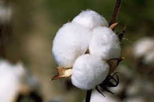 روش عجیب و جدید دختران برای لاغر شدن (عکس)