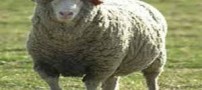 تعبیر گوسفند در خواب دیدن