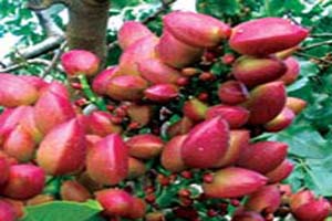 پسته تازه سرشار از خاصیت