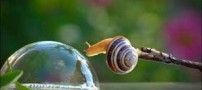 عکس هایی بسیار زیبا از حلزون