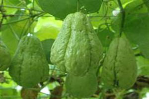 نحوه نگهداری گیاه چایوت